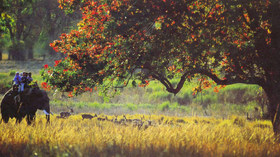 Ker & Downey - India
