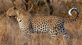 AndBeyond, Phinda Private Game Reserve