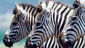 AndBeyond, Ngala Private Game Reserve