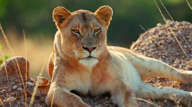 AndBeyond Kichhwa Tembo Tented Camp