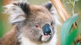 Outback Encounter - Southern Wildlife & Island Escape