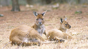 Outback Encounter - Southern Wildlife & Island Escape