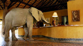 Mfuwe Lodge<br>The Bushcamp Company