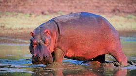 Mfuwe Lodge<br>The Bushcamp Company