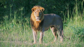 Mfuwe Lodge<br>The Bushcamp Company