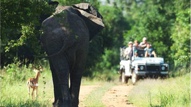 Mfuwe Lodge<br>The Bushcamp Company
