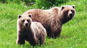 Alaska Wildland Adventures, Alaska 11-Day Grand Journey