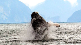 Alaska Wildland Adventures, Alaska 11-Day Grand Journey