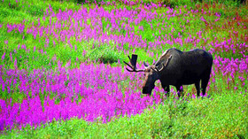Alaska Wildland Adventures, Alaska 11-Day Grand Journey