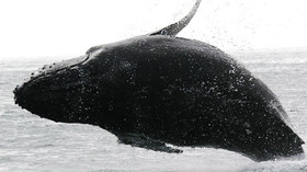 Alaska Wildland Adventures, Alaska Coast to Denali Journey