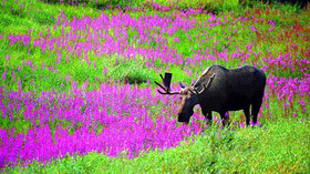 Alaska Wildland Adventures, Kenai & Denali Alaska Journey