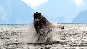 Alaska Wildland Adventures, Kenai Wilderness Sampler