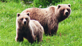 Alaska Wildland Adventures, Kenai River Sportfishing Lodge