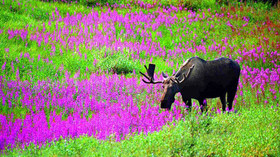 Alaska Wildland Adventures, Kenai River Sportfishing Lodge