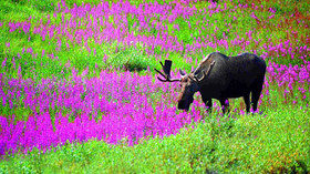 Alaska Wildland Adventures