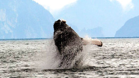 Alaska Wildland Adventures