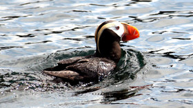 Alaska Wildland Adventures, Kenai Fjords Glacier Lodge