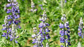 Alaska Wildland Adventures, Kenai Fjords Glacier Lodge