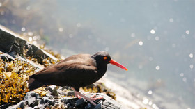 Alaska Wildland Adventures, Kenai Fjords Glacier Lodge