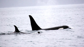 Alaska Wildland Adventures, Kenai Fjords Glacier Lodge