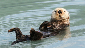 Alaska Wildland Adventures, Kenai Fjords Glacier Lodge