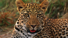 South African Airways Vacations