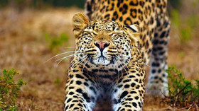 The Mantis Collection, South Africa