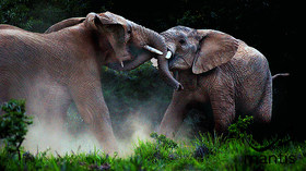 The Mantis Collection, South Africa