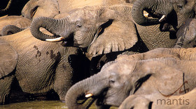 The Mantis Collection, South Africa