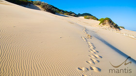 The Mantis Collection, South Africa