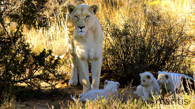 The Mantis Collection, South Africa