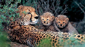 The Mantis Collection, South Africa