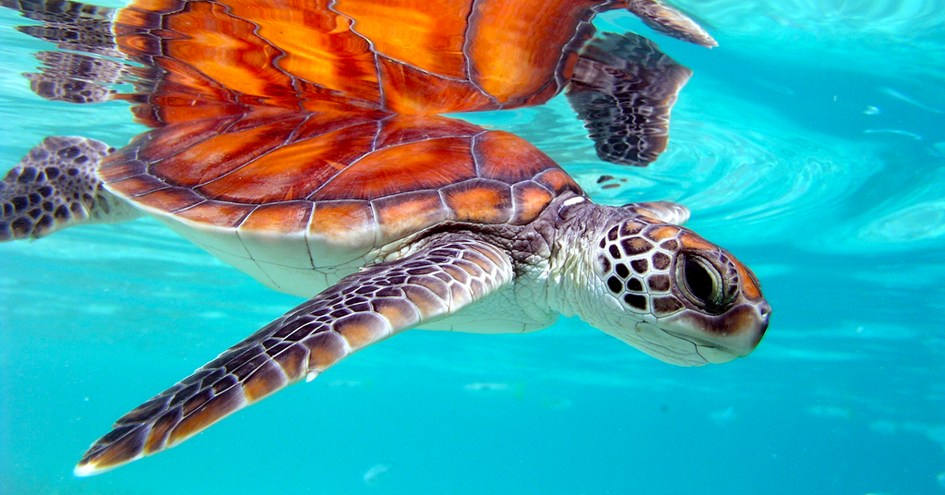 InterContinental Moorea Resort & Spa