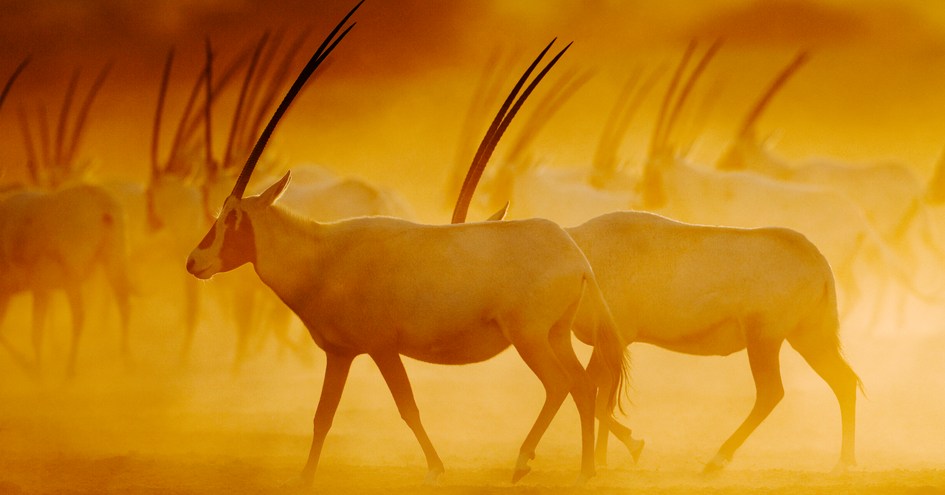 Anantara Desert Islands Resort & Spa  