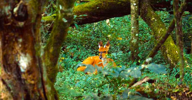 SkySafari by Elewana