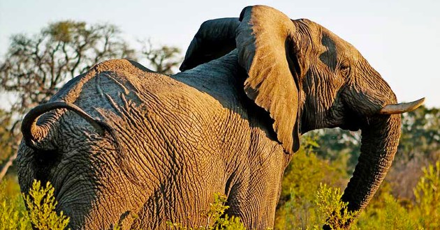 SkySafari by Elewana