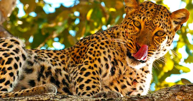 SkySafari by Elewana