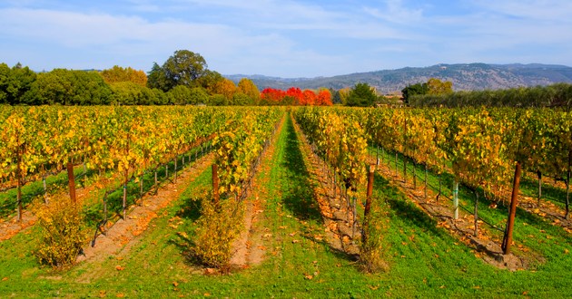 Wine World Tours, USA