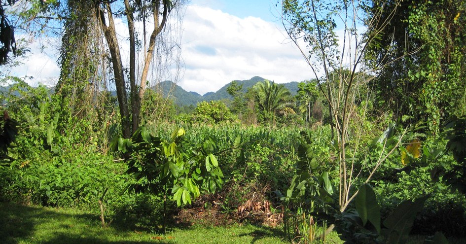 Cotton Tree Lodge