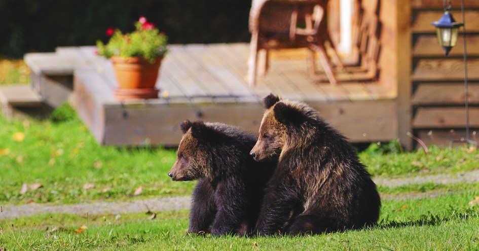 Tweedsmuir Park Lodge