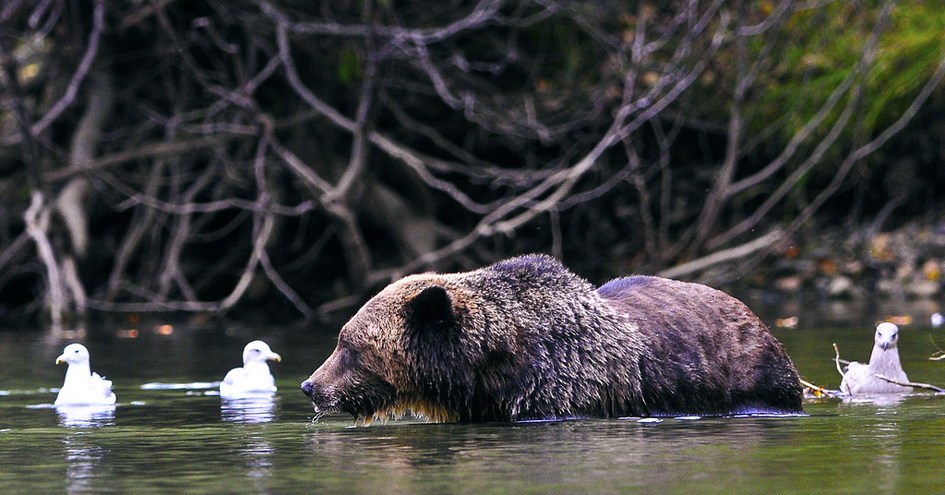 Tweedsmuir Park Lodge