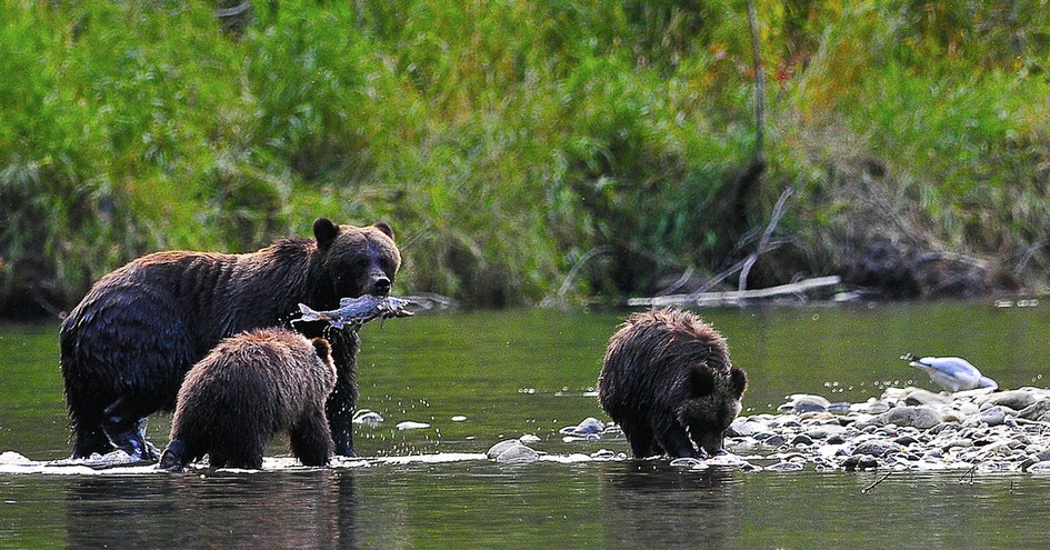 Tweedsmuir Park Lodge