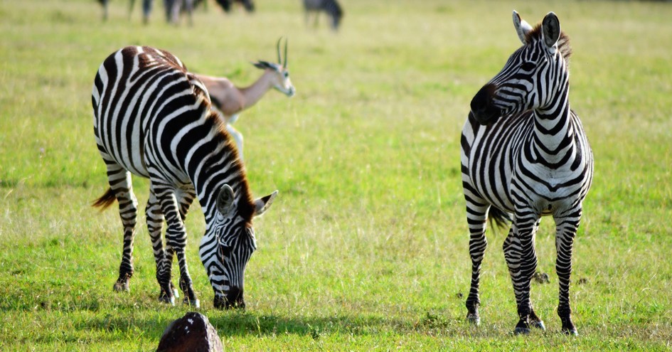 Exploreans Mara Rianta Camp