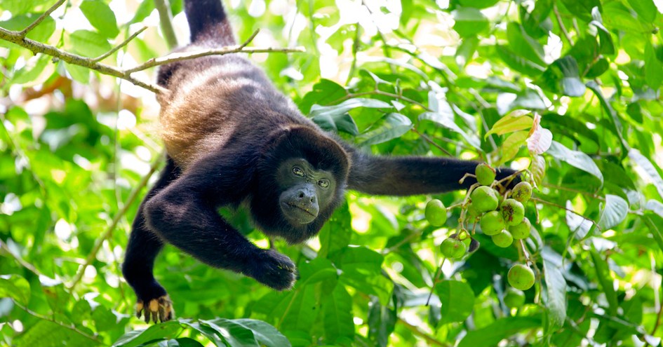 The Resort at Isla Palenque