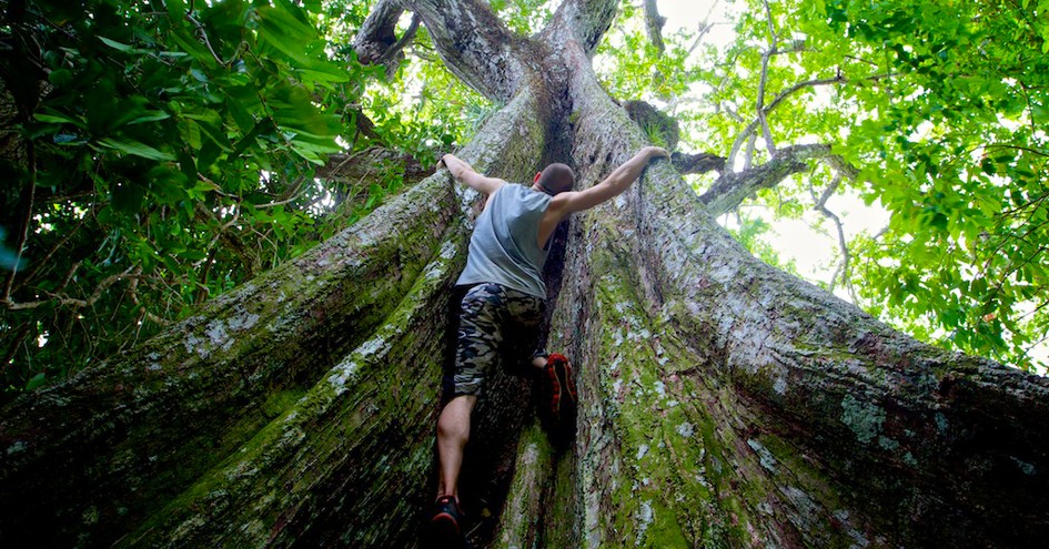 The Resort at Isla Palenque