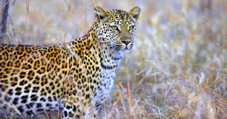 Kapama Private Game Reserve