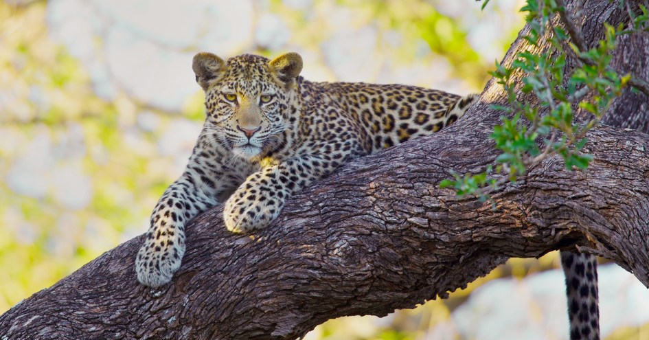 Kapama Private Game Reserve