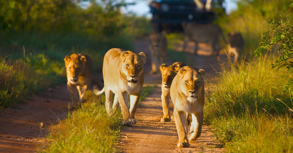 Kapama Private Game Reserve