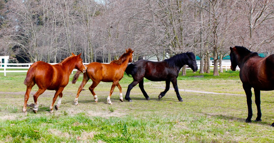 Estancia Santa Isabel