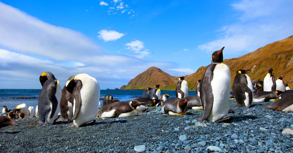Orion Expedition Cruises, Orion
